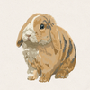 Clover - VM Blue Fawn Harlequin Holland Lop