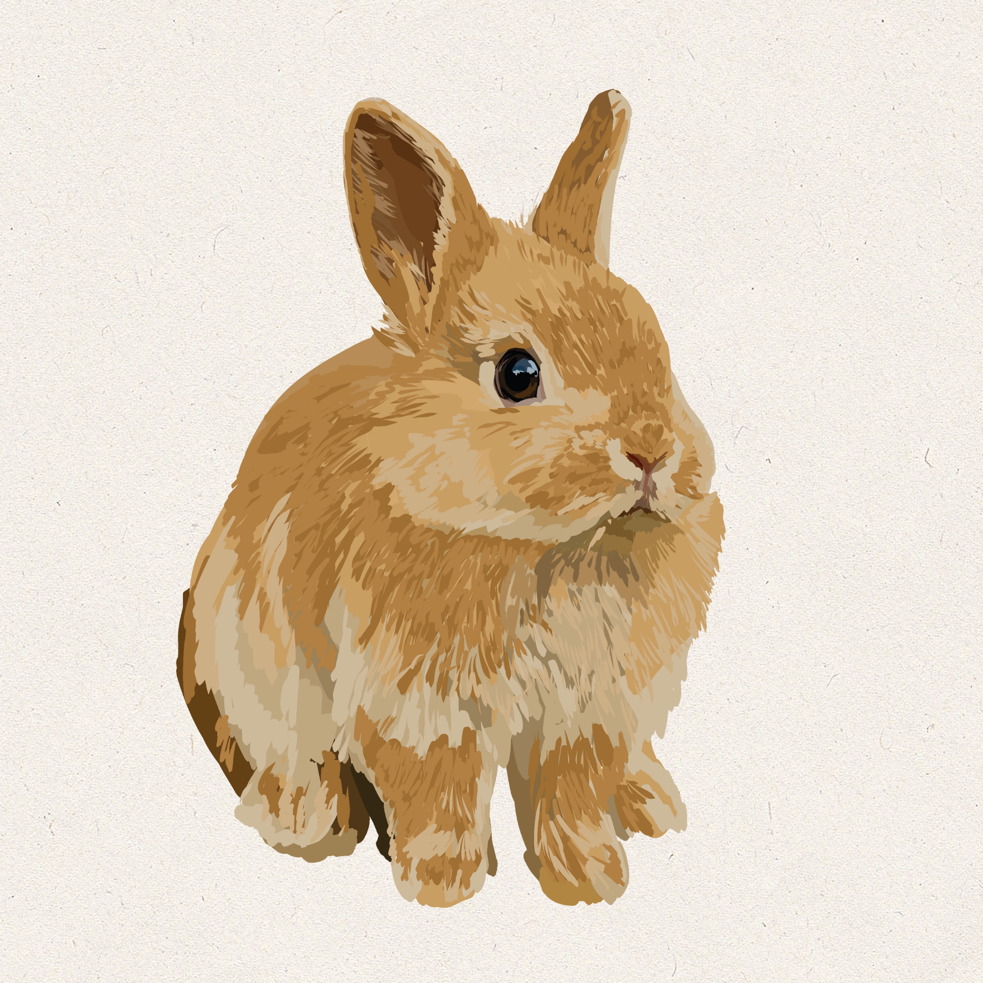 Sunny - Orange Netherland Dwarf