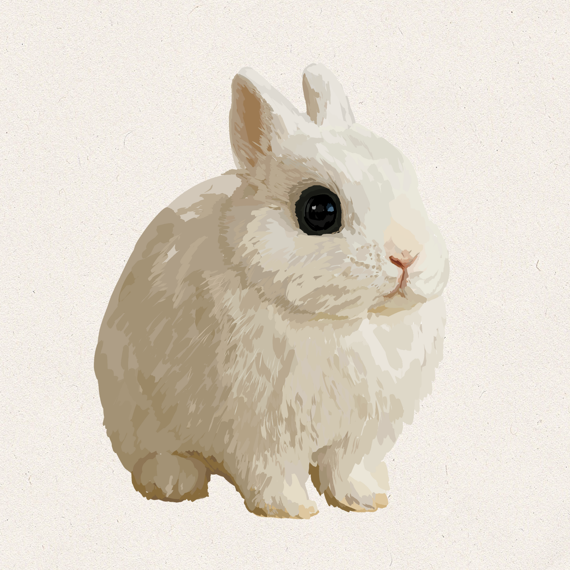 Dove - Dwarf Hotot