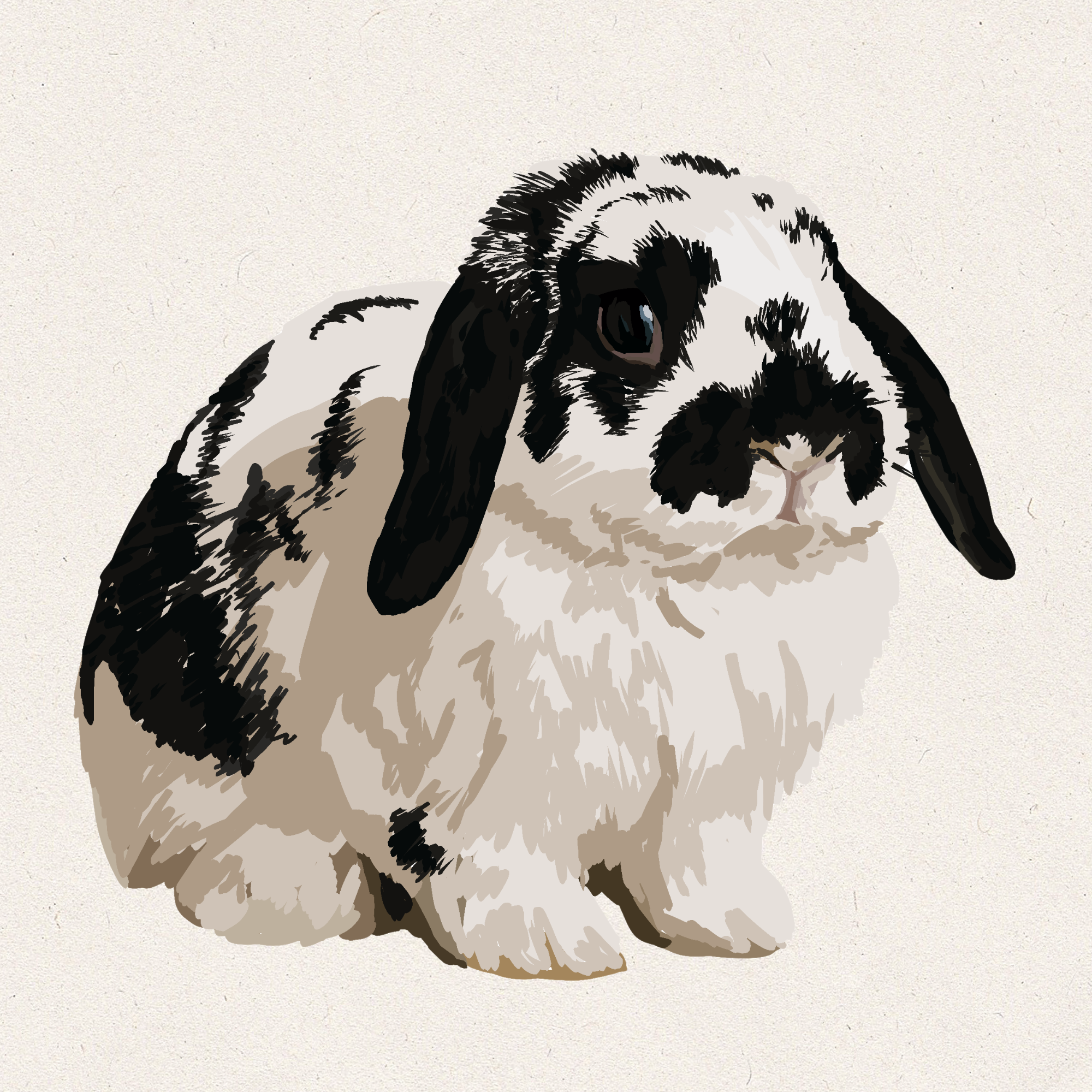 Moo - Broken Black Holland Lop