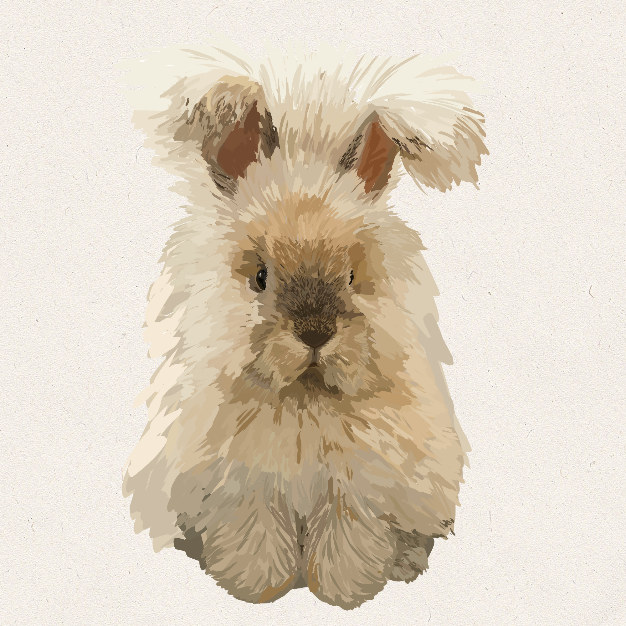Angel - Sable Point English Angora