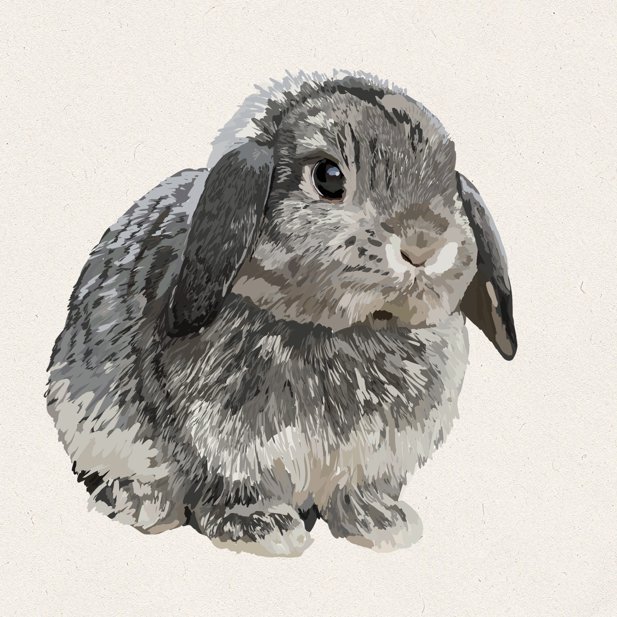 Flint - Chinchilla Holland Lop