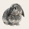 Flint - Chinchilla Holland Lop