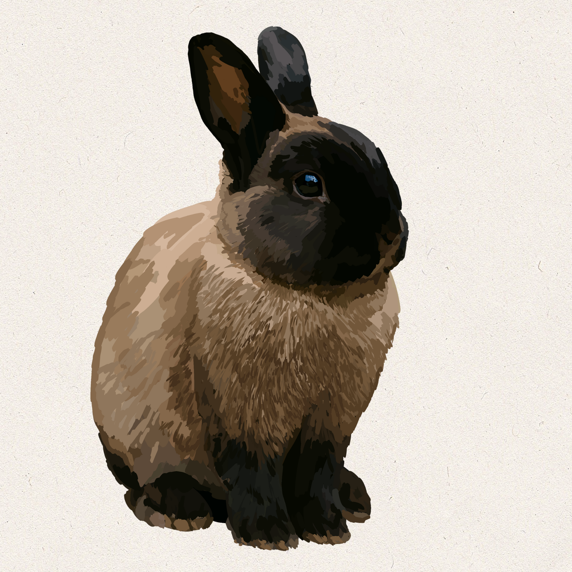 Ash - American Sable