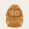 Clementine - Orange Holland Lop