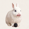 Bramble - BEW Netherland Dwarf