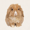 Toffee - Fawn VM Teddywidder