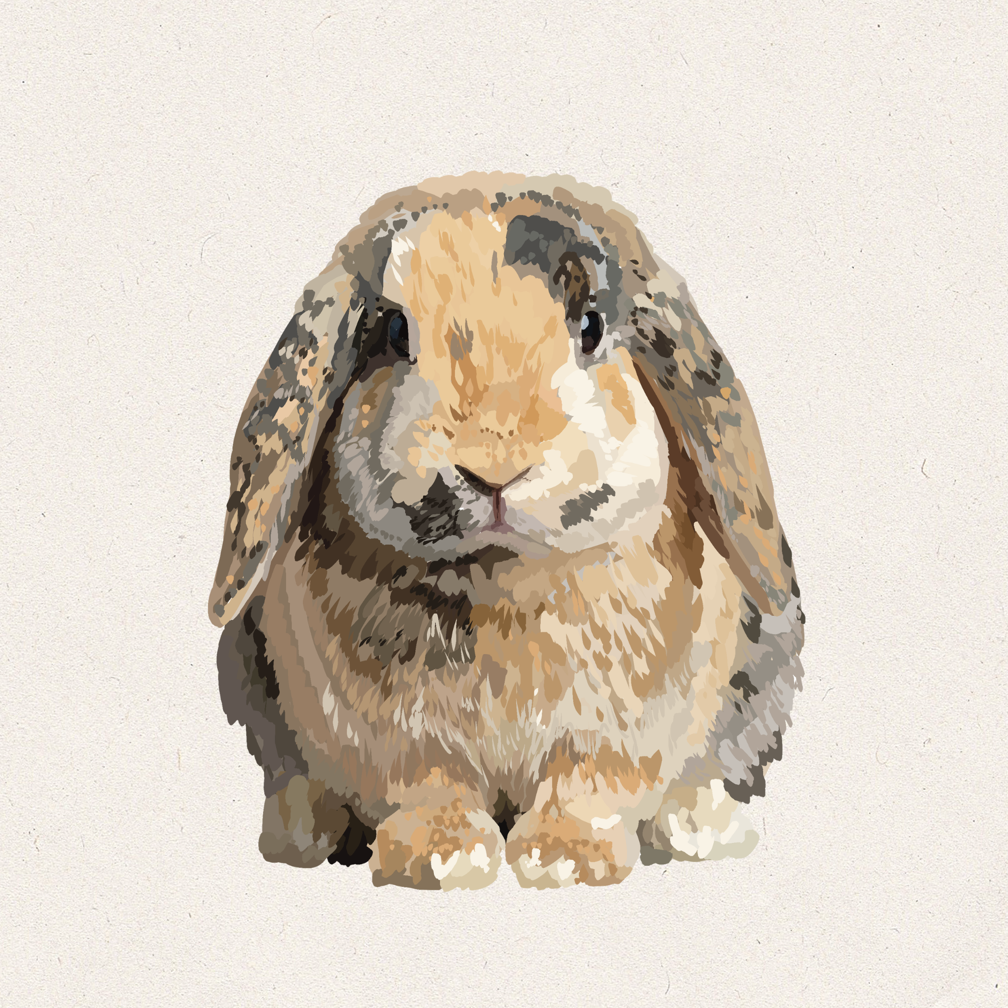 Tiger - Harlequin Holland Lop