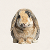 Tiger - Harlequin Holland Lop