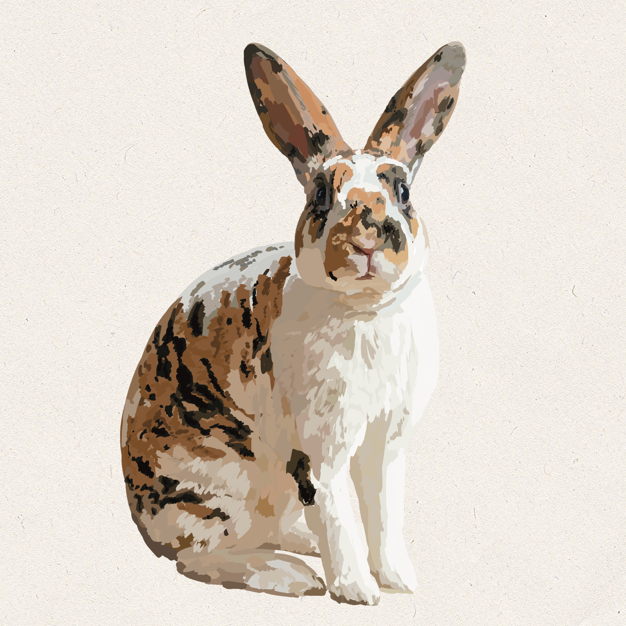 Checkers - Tricolor Rex