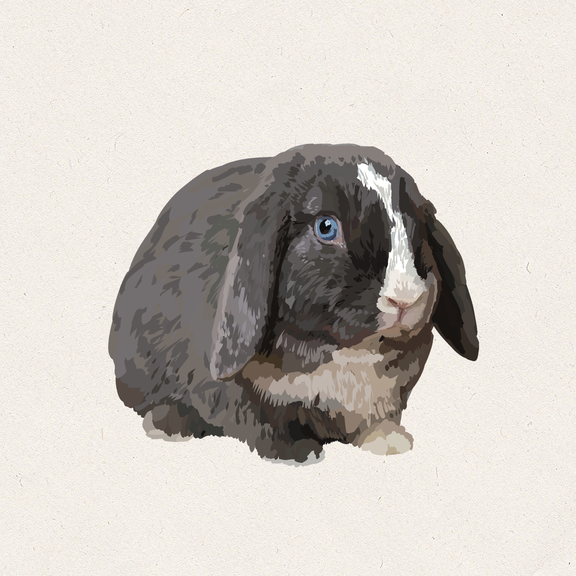 Cosmo - Blue VM Holland Lop