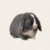 Cosmo - Blue VM Holland Lop