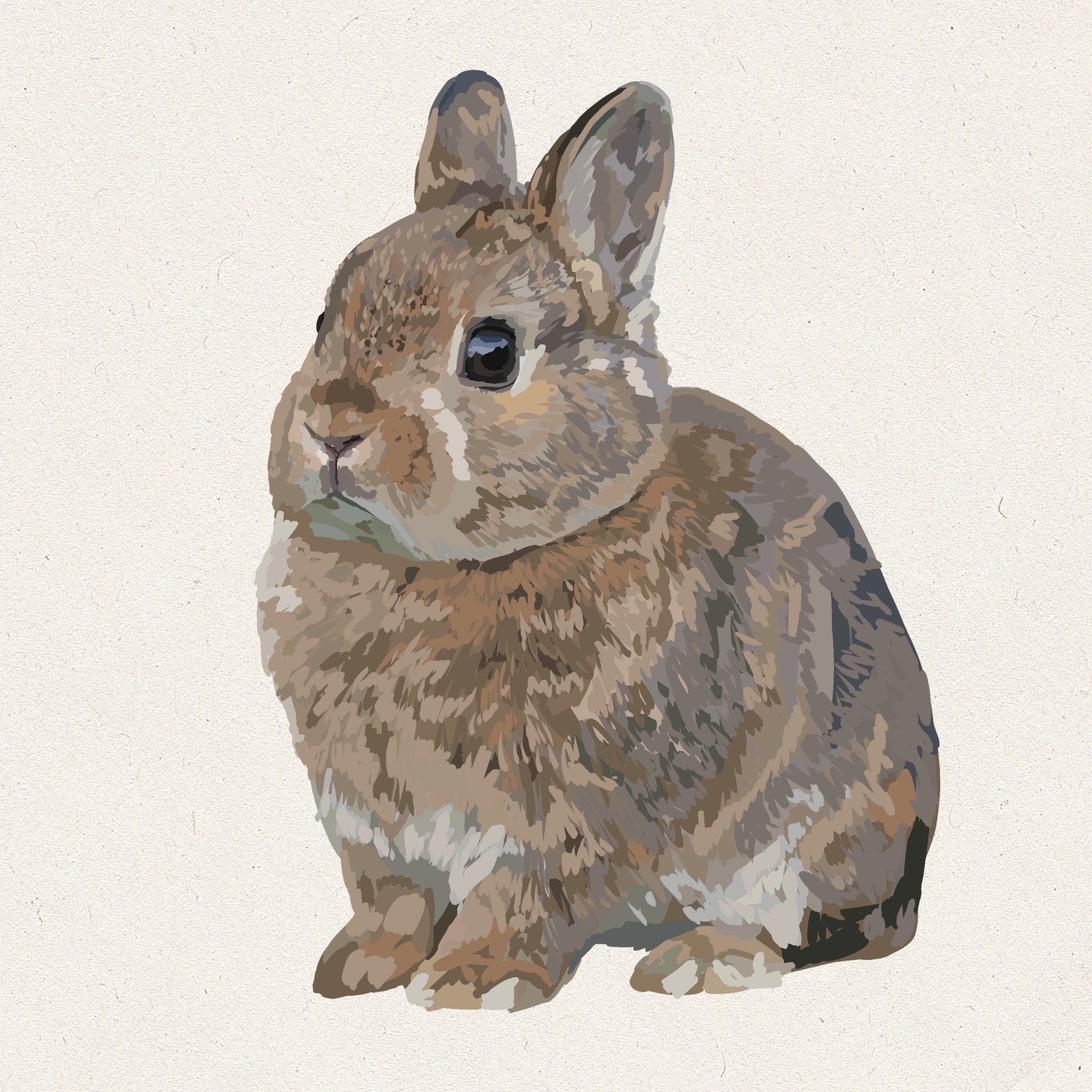 Olive - Chestnut Netherland Dwarf