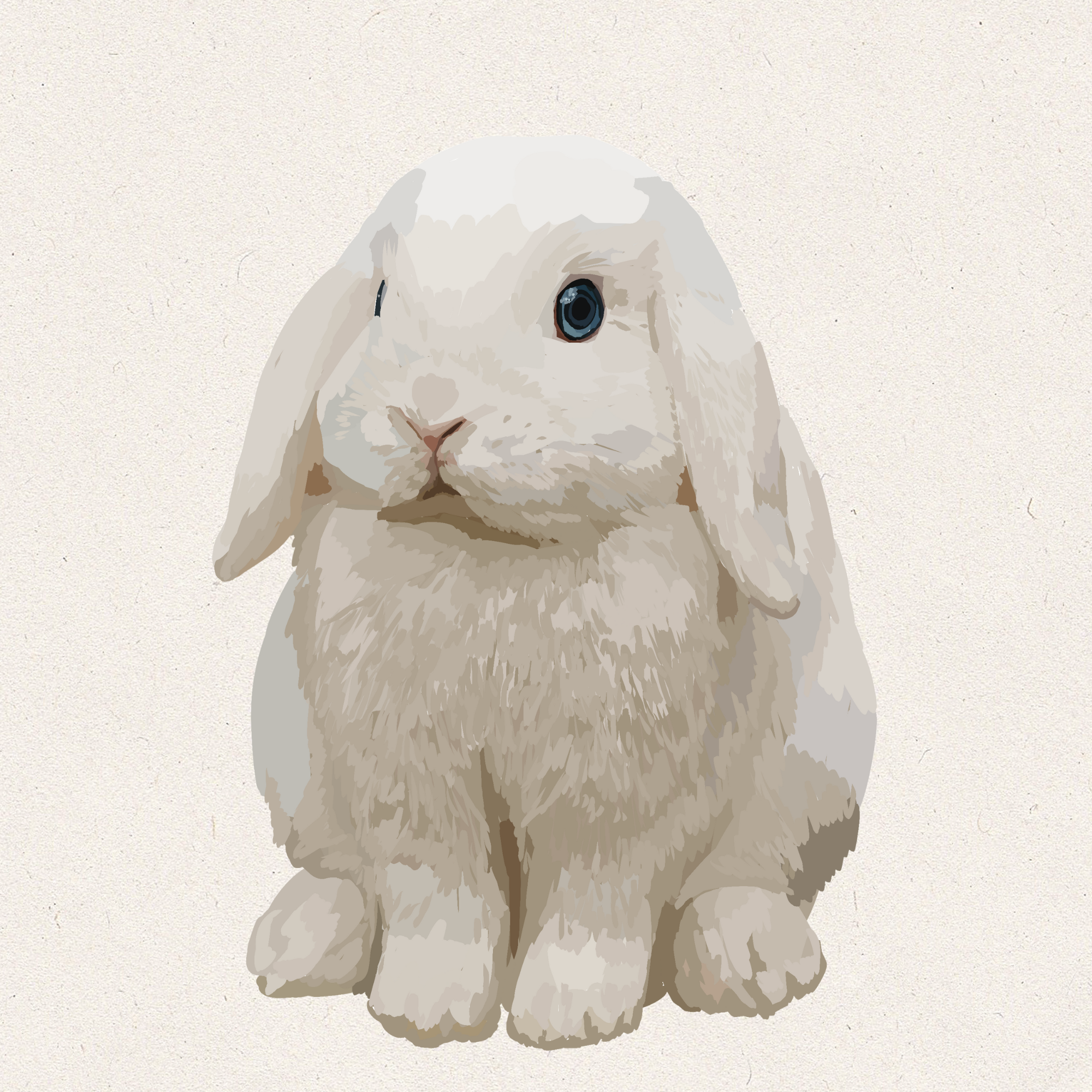 Pearl - BEW Holland Lop
