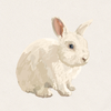 Lumi - Blue Eyed White