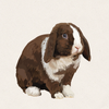 Truffle - Chocolate VM Holland Lop