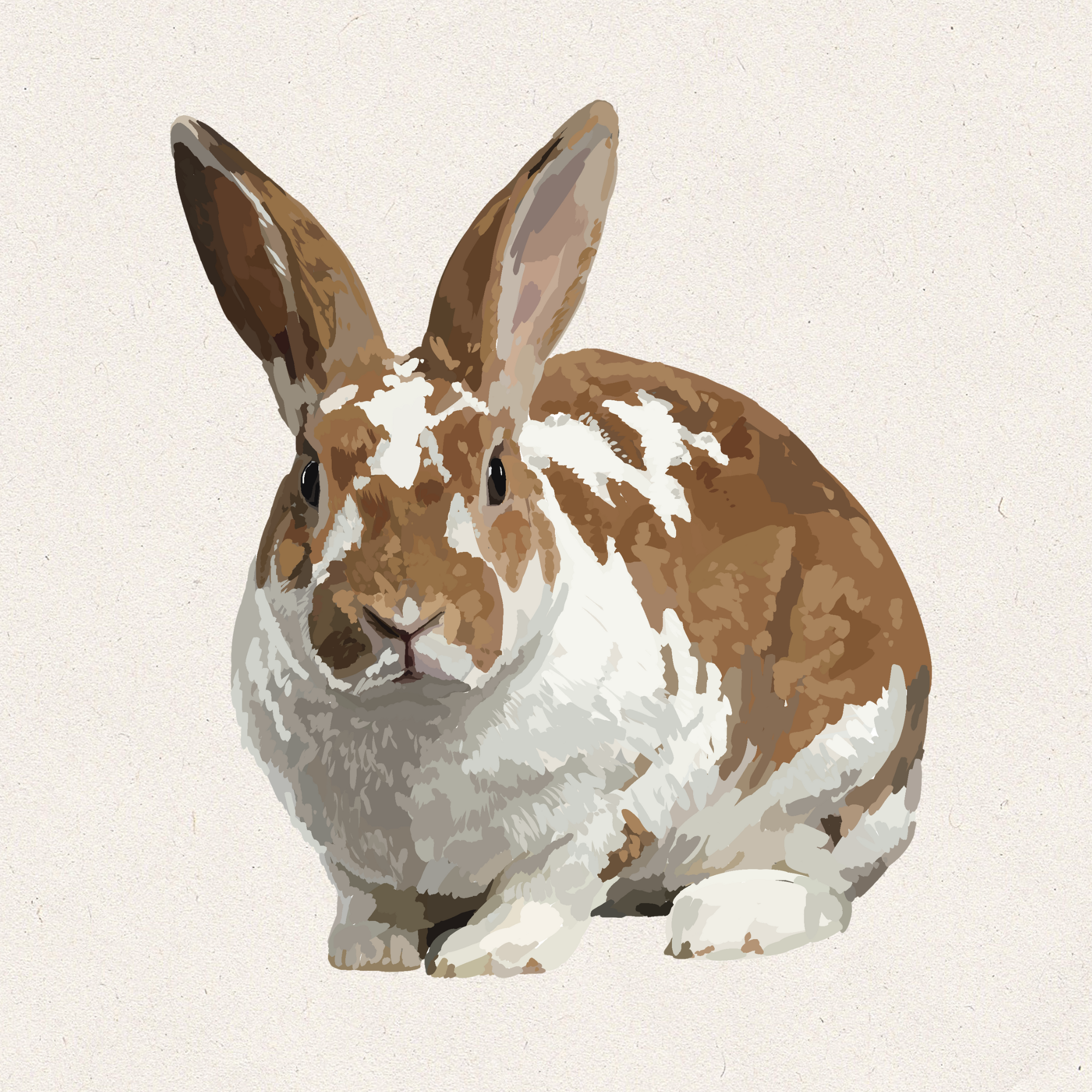 Hazel - Broken Chestnut Rex