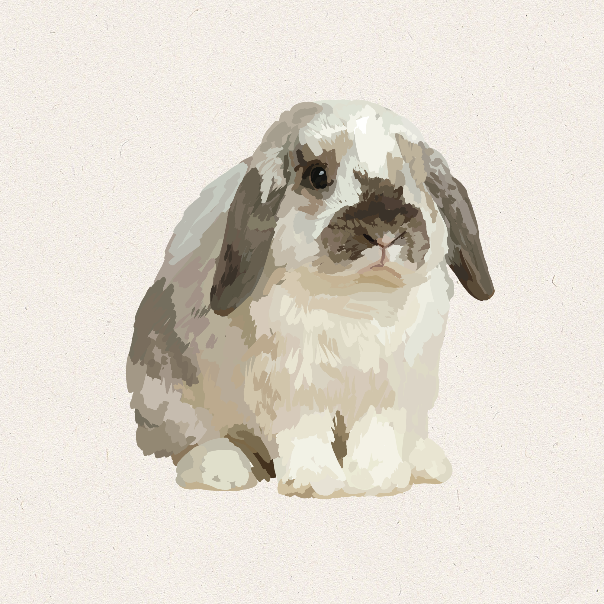 Belle - Broken Saple Point Holland Lop