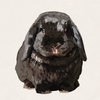 Rook - Black Holland Lop