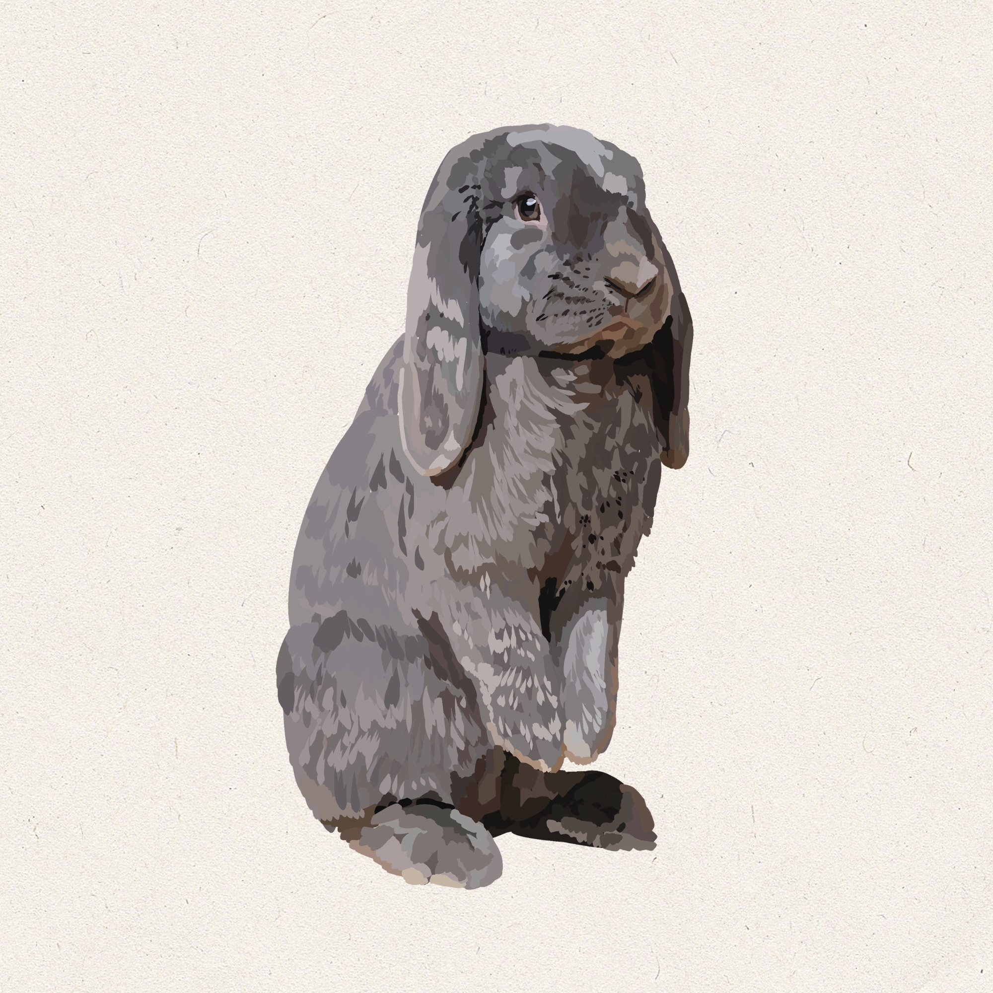 Cinder - Blue French Lop