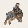 Thistle - Blue Otter Netherland Dwarf
