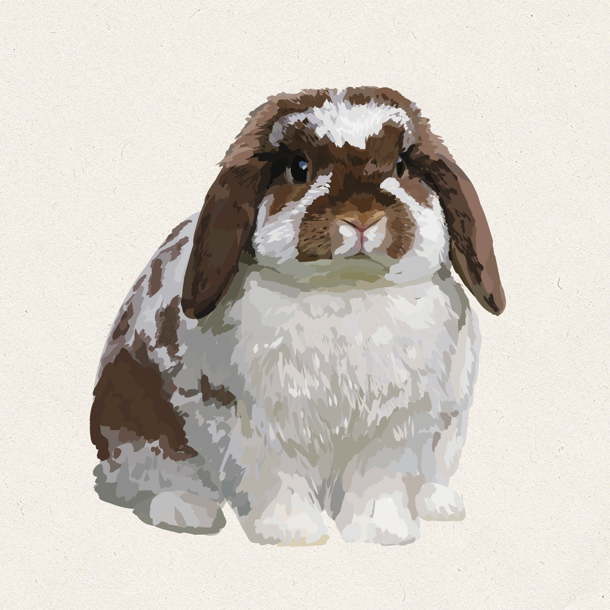 Moss - Broken Chocolate Holland Lop
