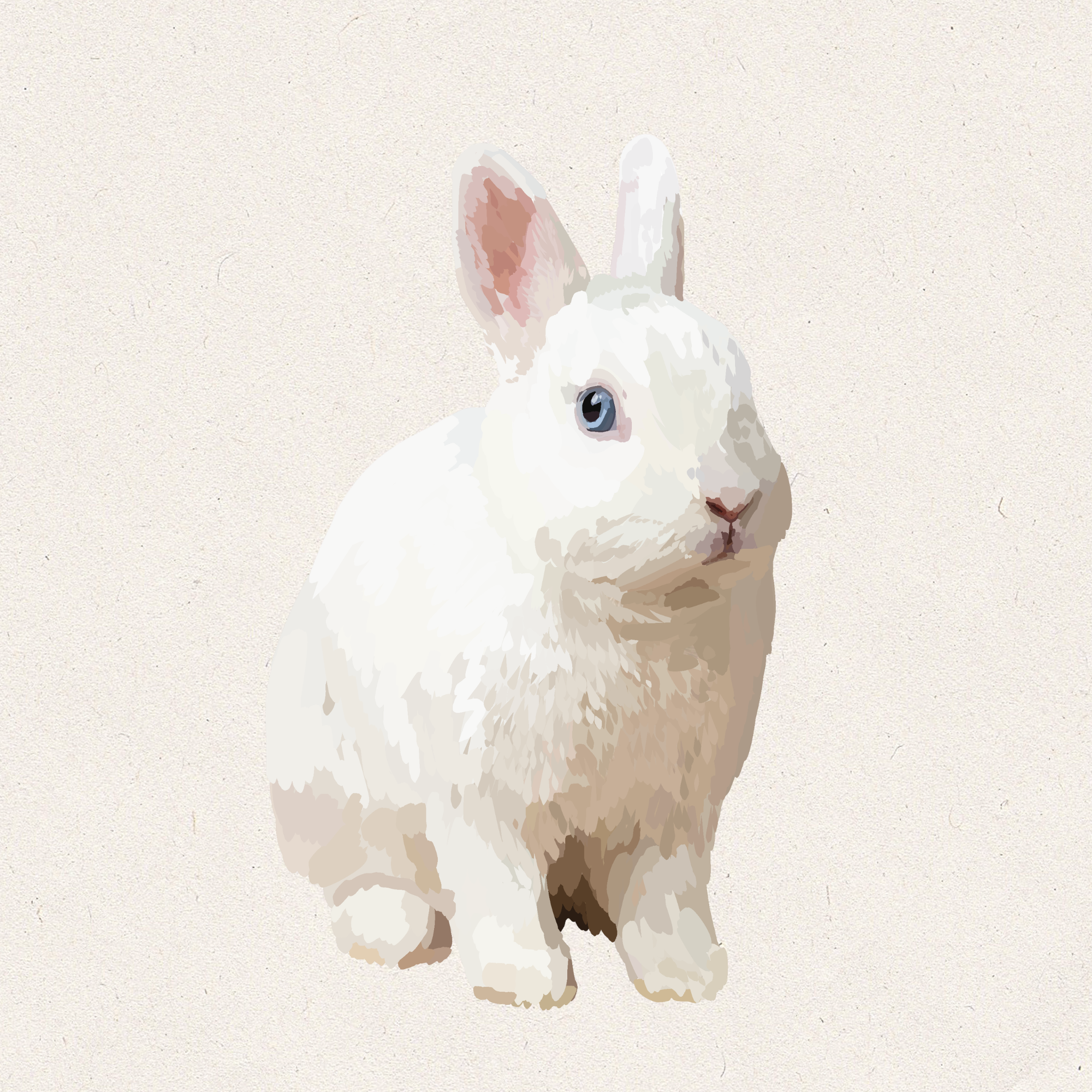 Linen - BEW Netherland Dwarf