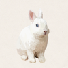 Linen - BEW Netherland Dwarf