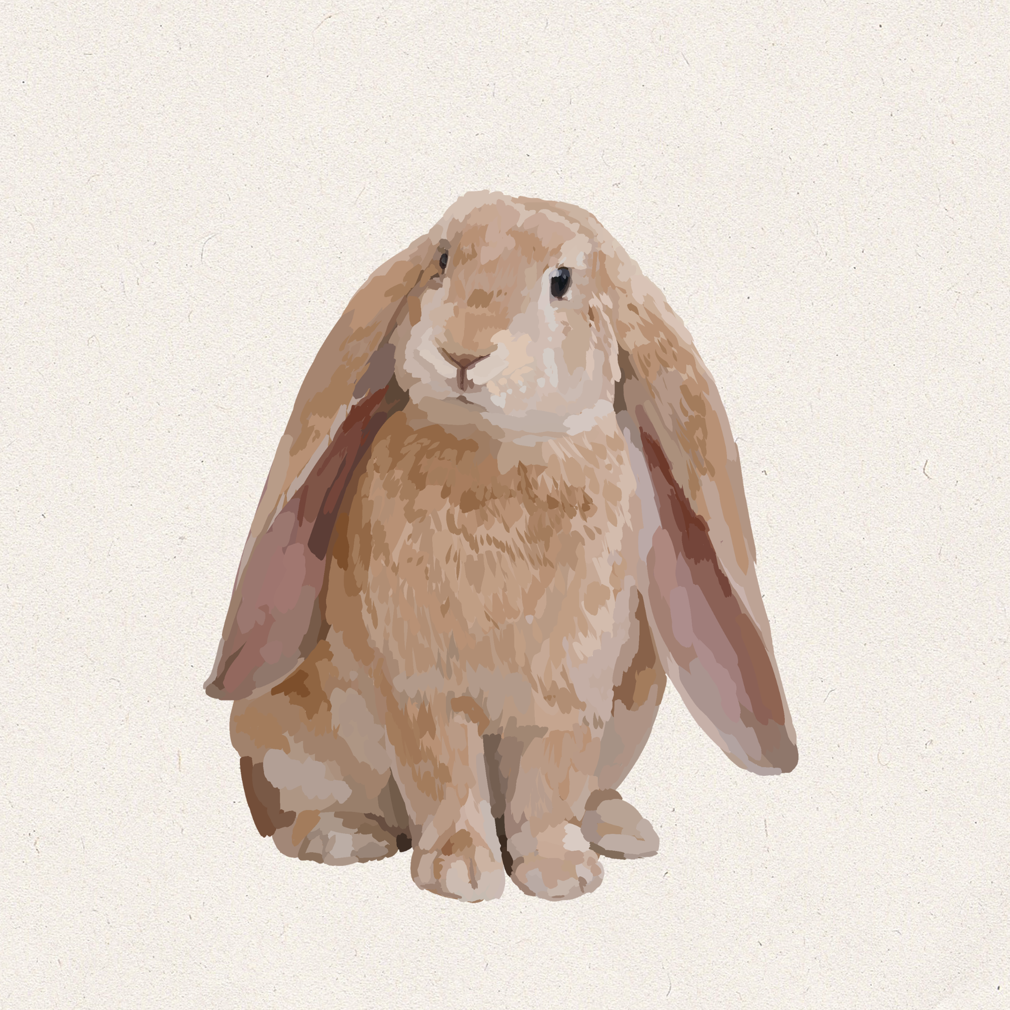 Butter - Cream English Lop