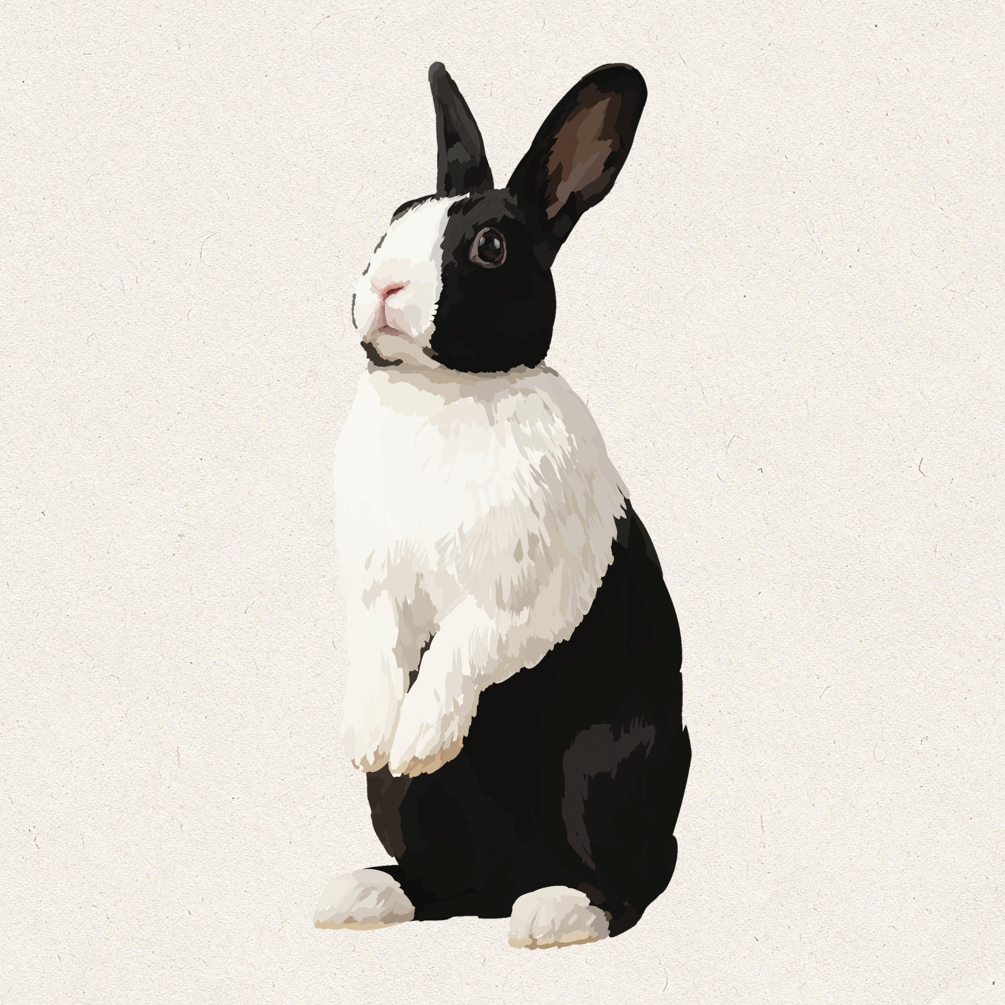 Brio - Black Dutch