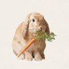 Carrie - Cream Holland Lop