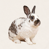 Marsh - Broken Chestnut Mini Rex