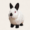 Cipher - Black Himalayan Netherland Dwarf