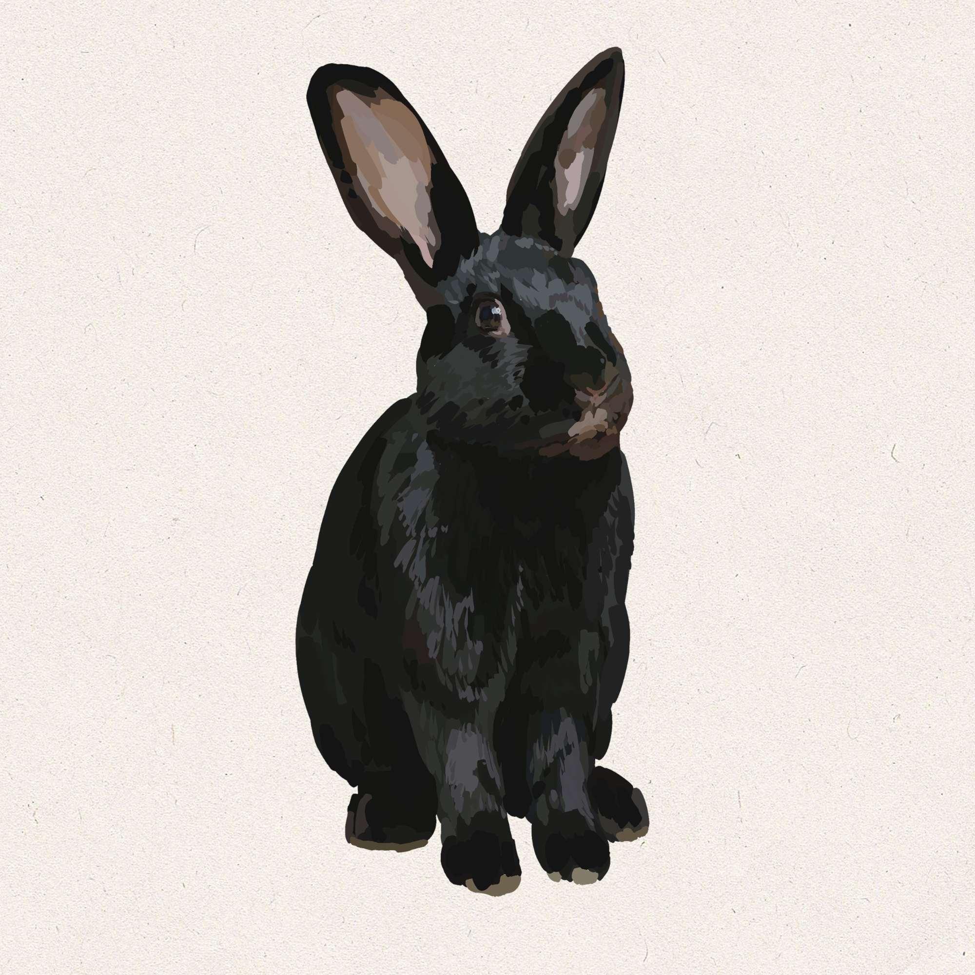 Velvet - Alaskan Rabbit