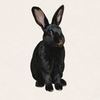 Velvet - Alaskan Rabbit