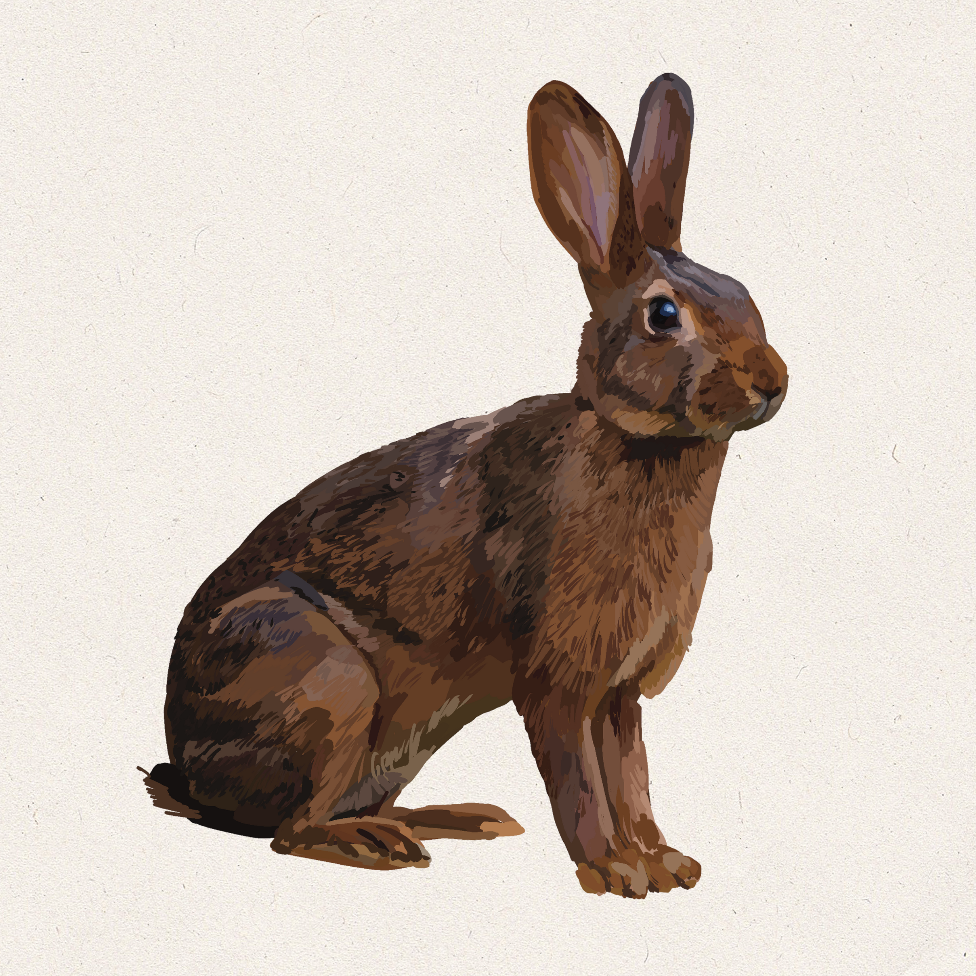 Sterling - Belgian Hare