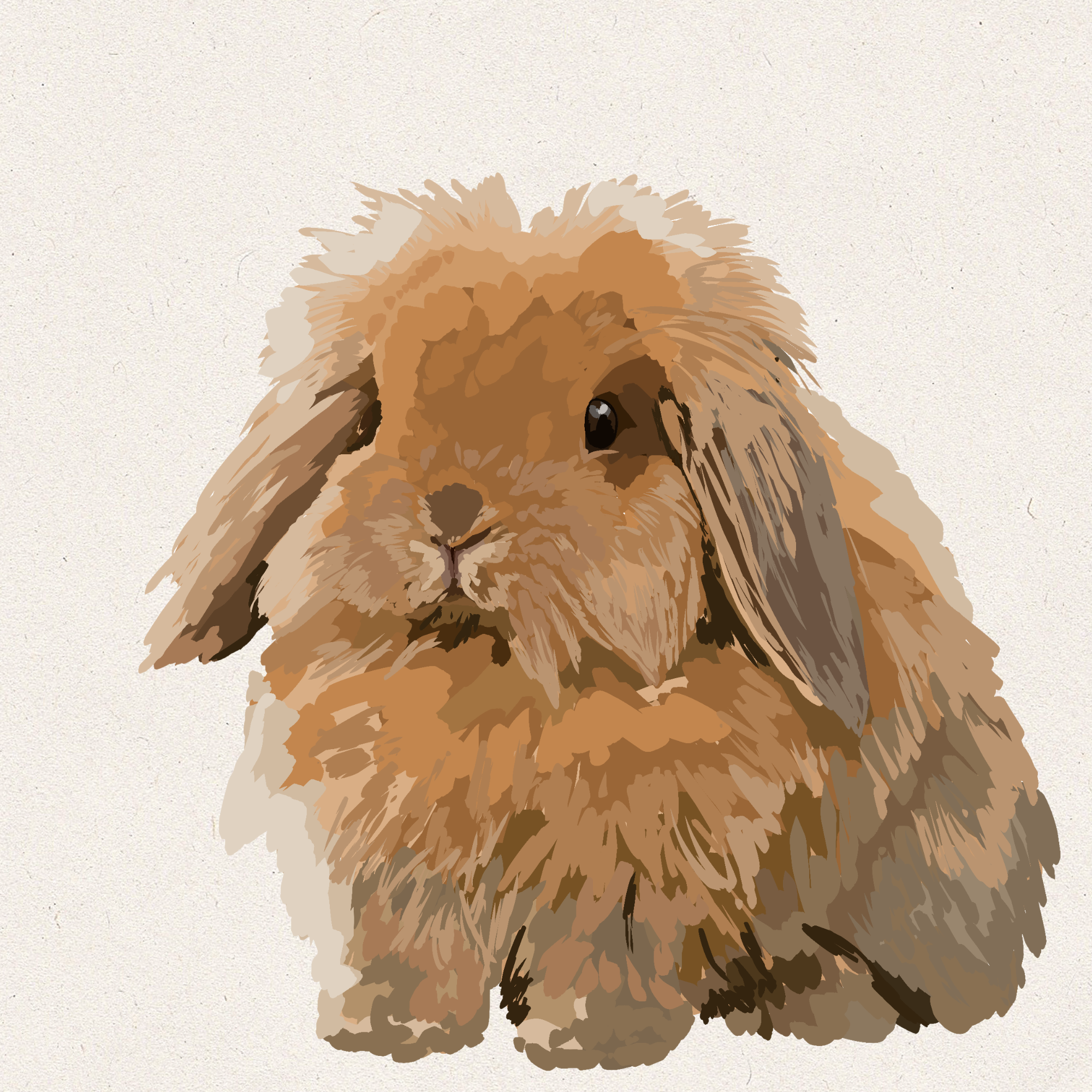Chai - Blue Tort American Fuzzy Lop