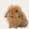 Chai - Blue Tort American Fuzzy Lop