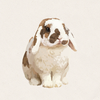 Bentley - Broken Black Tort Holland Lop