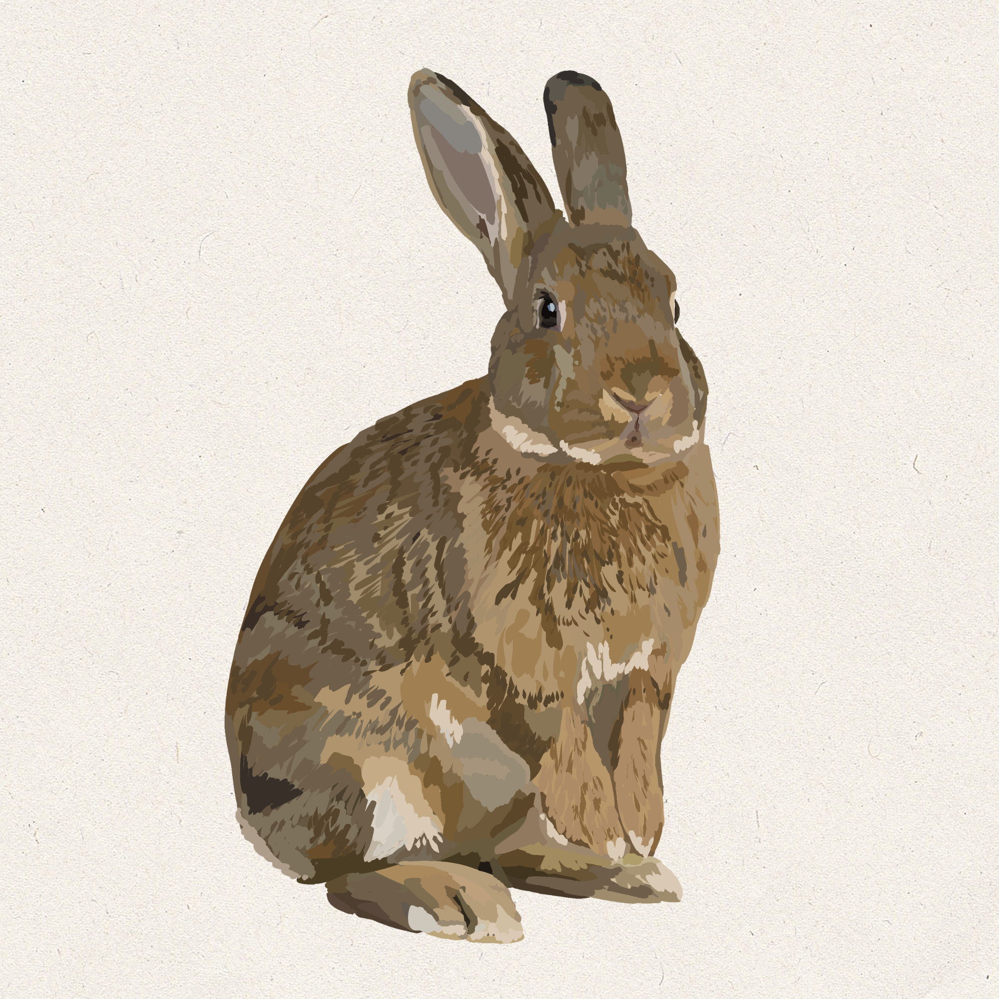 Ginger - Chestnut Flemish Giant