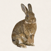 Ginger - Chestnut Flemish Giant