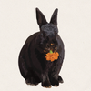 Poppy - Black Havana Rabbit