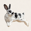 Magpie - Broken Black Mini Rex
