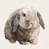 Willa - Magpie Holland Lop Rabbit