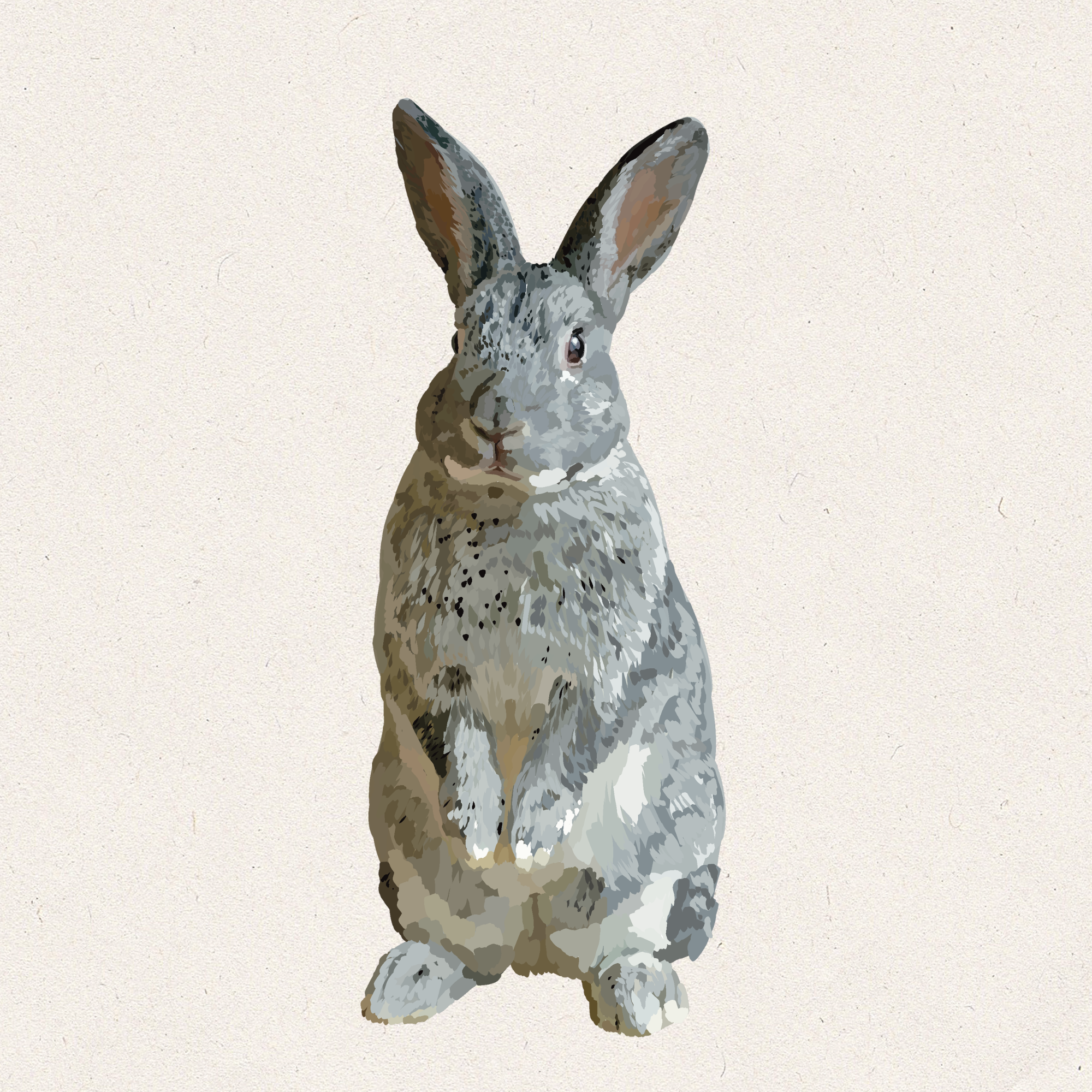 Juniper - American Chinchilla