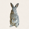 Juniper - American Chinchilla
