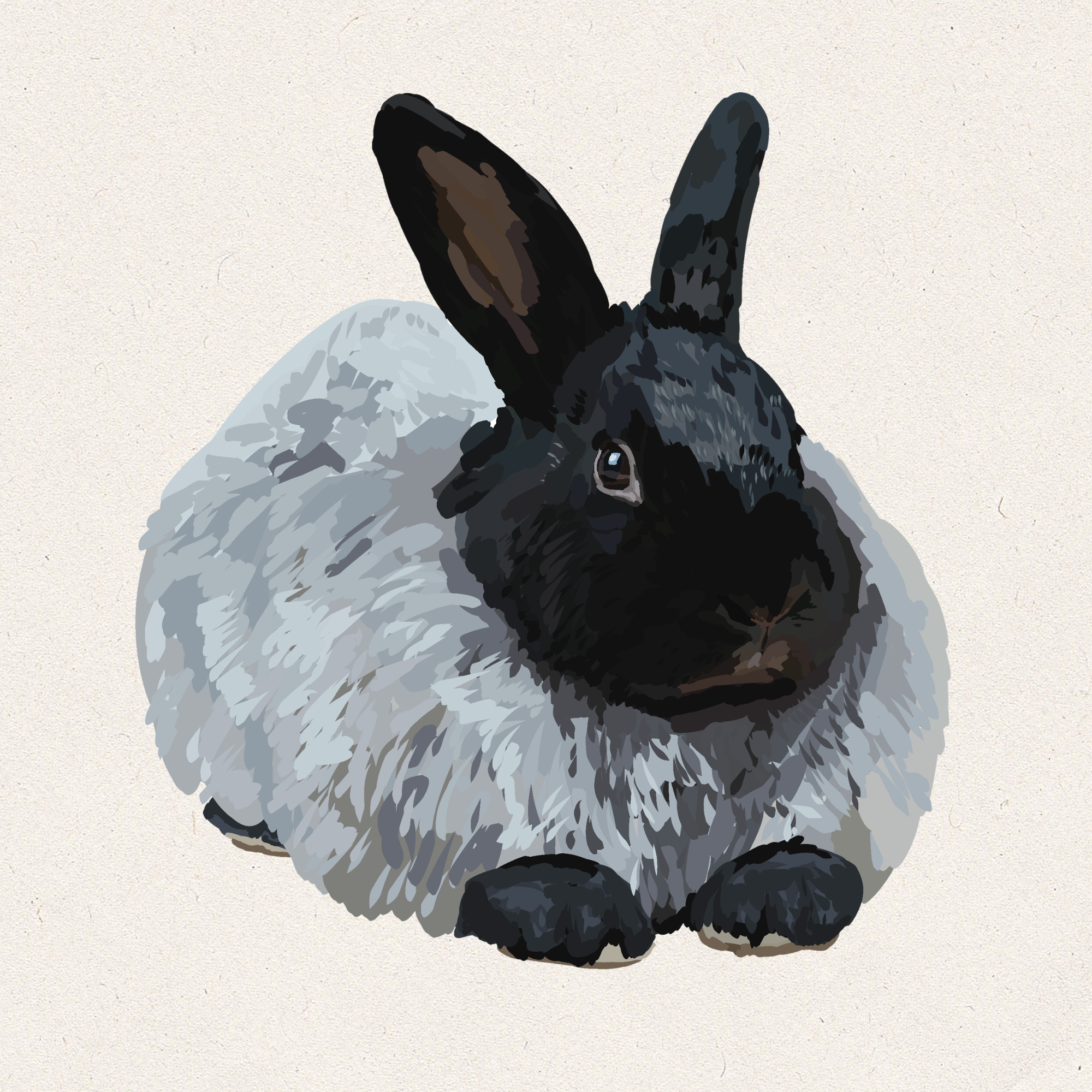 Crow - Black French Angora