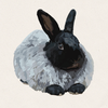Crow - Black French Angora