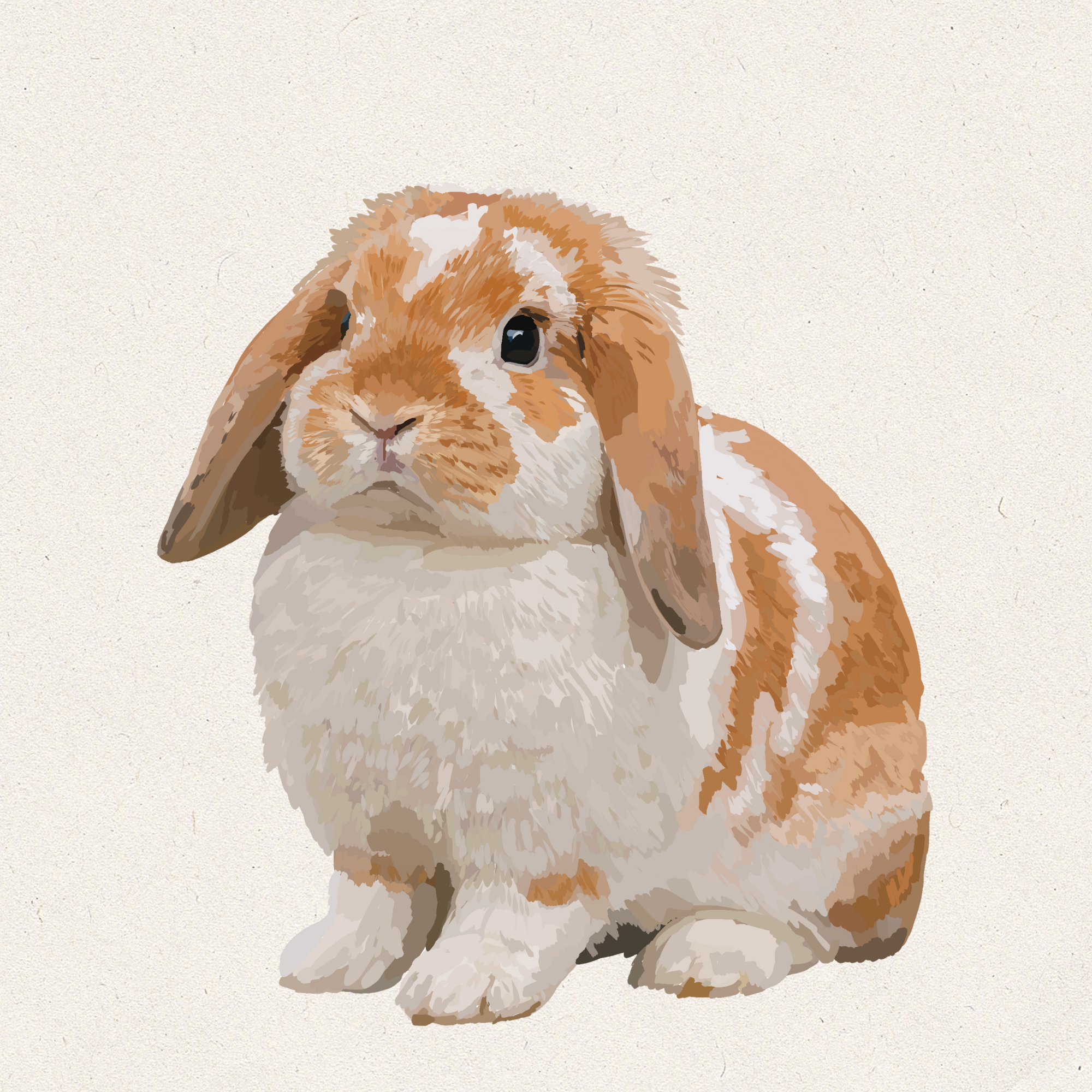 Koi - Broken Orange Holland Lop