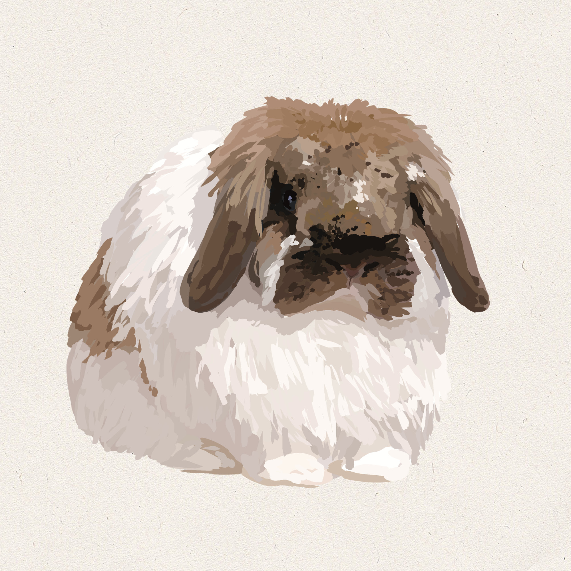 Lola - Broken Black Tort Fuzzy Lop